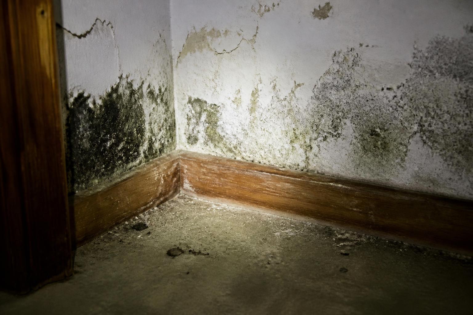Black and green mold growing along the baseboard and lower drywall in the corner of an older basement